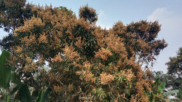 গোয়ালন্দে গাছে গাছে আমের মুকুলে হলুদ ছোঁয়া, প্রকৃতি সেজেছে অপরূপ সাজে।