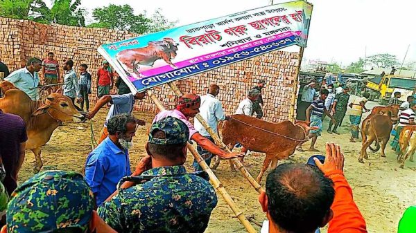 জামালপুরে অভিযান চালিয়ে অবৈধ গরুর হাট উচ্ছেদ