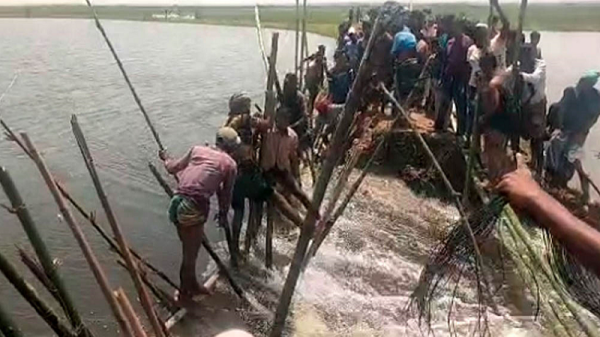 হাওরের বাঁধ ভেঙে পানির ঢল, বোরো ধান বাঁচাতে কৃষকদের প্রাণপণ চেষ্টা
