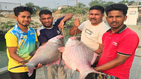 পদ্মার দুই কাতলেই বাজিমাত, ৯১ হাজারে বিক্রি