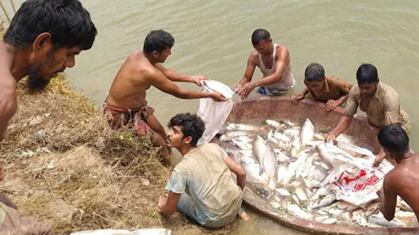 বাগমারায় যুবলীগ নেতার পুকুরে বিষ প্রয়োগ করে ৩০ লাখ টাকার মাছ নিধনের অভিযোগ