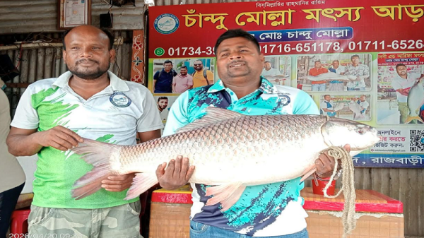 দৌলতদিয়া পদ্মায় ধরা রুই-কাতল লাখ টাকায় বিক্রি