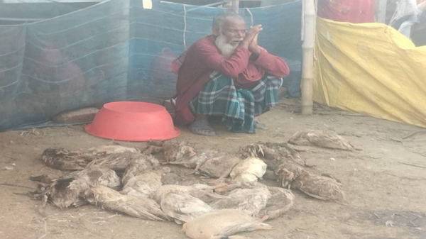 রাজবাড়ীর গোয়ালন্দে বিষ দিয়ে অসহায় কৃষকের ৩ শত হাঁস মারার অভিযোগ উঠেছে
