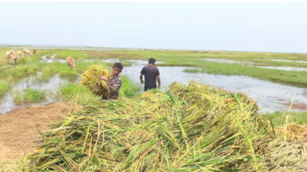 হবিগঞ্জে টানা বৃষ্টি ও ঢলে তলিয়ে গেছে ৫ হাজার হেক্টর ধান, বাঁধ ভেঙে ঢুকছে পানি