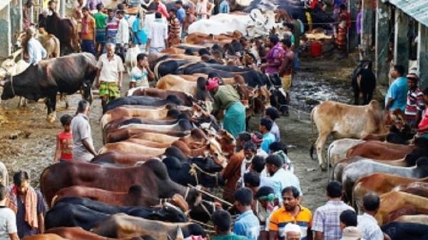 ঢাকায় বসছে ২৮টি কুরবানির পশুর হাট, স্বচ্ছ টেন্ডারে কঠোর অবস্থানে কর্তৃপক্ষ