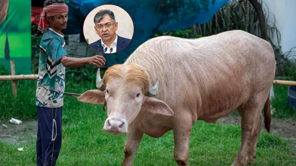 কোরবানি হচ্ছে না আলোচিত মহিষ ‘ডোনাল্ড ট্রাম্প’
