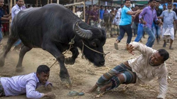 কোরবানির হাটে মহিষের আক্রমণে প্রাণ গেল দুজনের