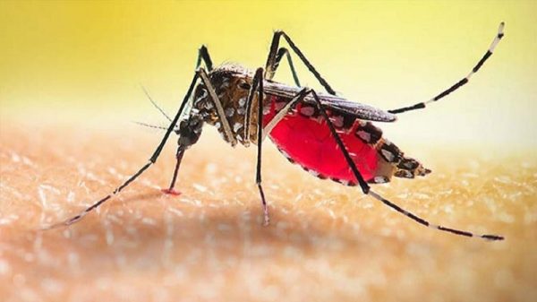 ডেঙ্গুতে আরও একজনের মৃত্যু, ২৪ ঘণ্টায় হাসপাতালে ভর্তি ১১৩