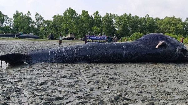 তালতলীর আন্ধারমানিক নদীতে ভেসে এল ৩২ ফুট দীর্ঘ মৃত তিমি