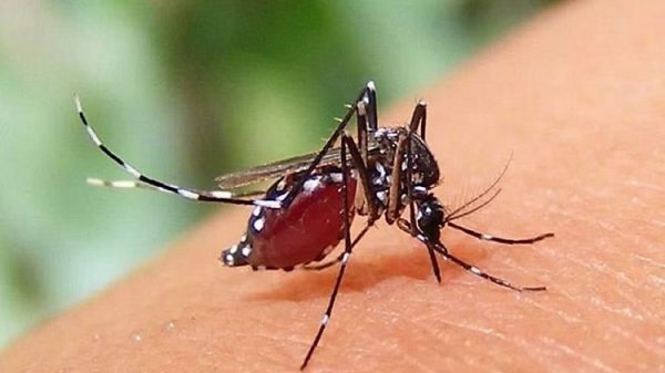 ডেঙ্গুতে আরও ৫ জনের মৃত্যু, হাসপাতালে ১৯২০