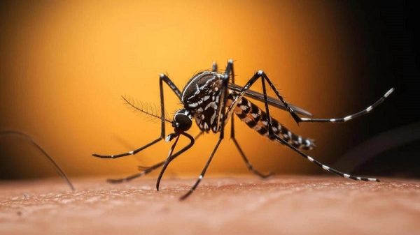 ডেঙ্গুতে আরও ৭ জনের মৃত্যু, হাসপাতালে ১৮৭২